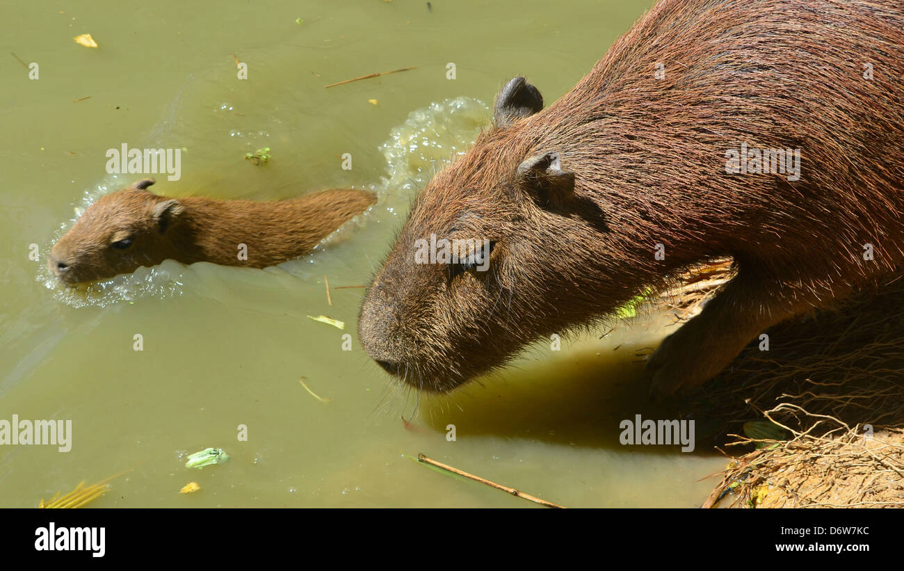 Un Capibara la madre e il bambino si avvicinano alla banca di fiume. Iquitos, Amazon Foto Stock