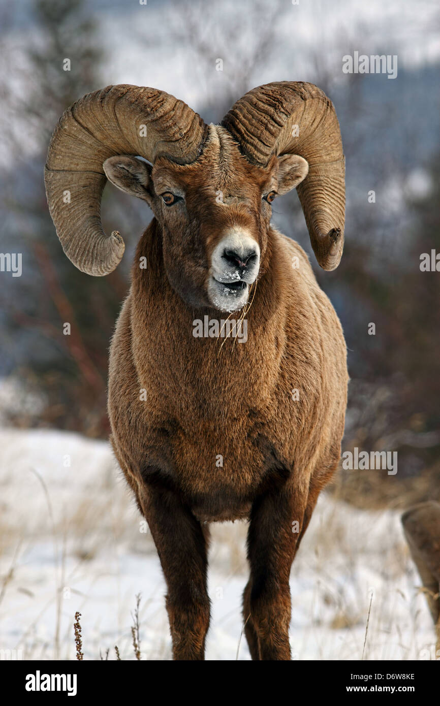 Un selvaggio bighorn mostrare la sua impressionante corna Foto Stock