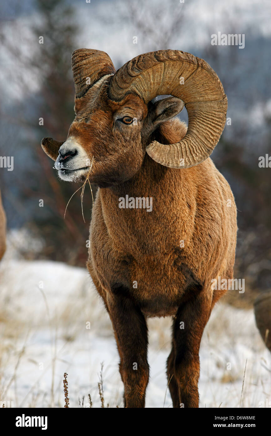 Un selvaggio bighorn mostrare la sua impressionante corna Foto Stock