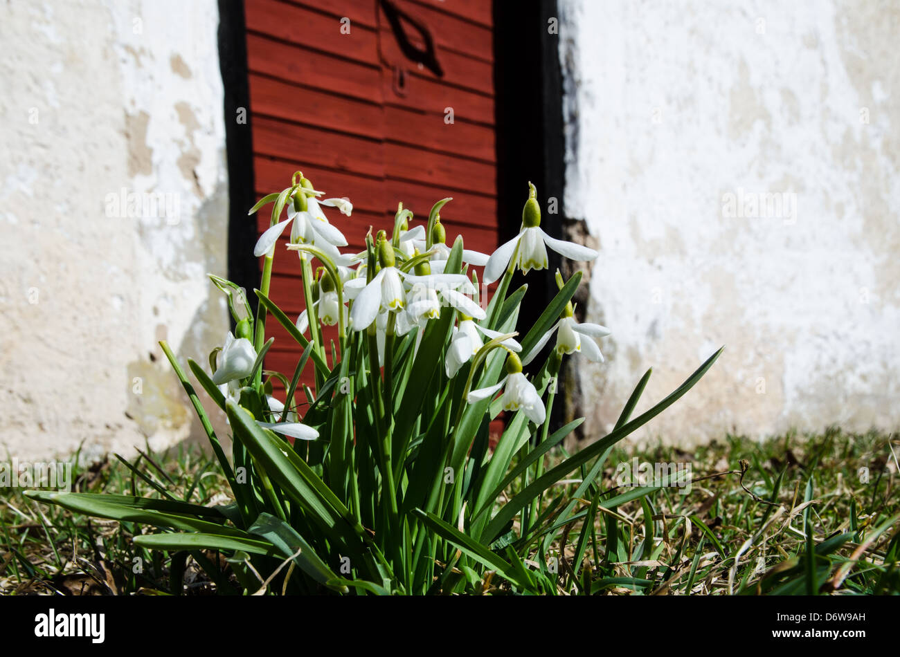 Gruppo di piante coltivate di snowdrops nella parte anteriore di un vecchio edificio Foto Stock