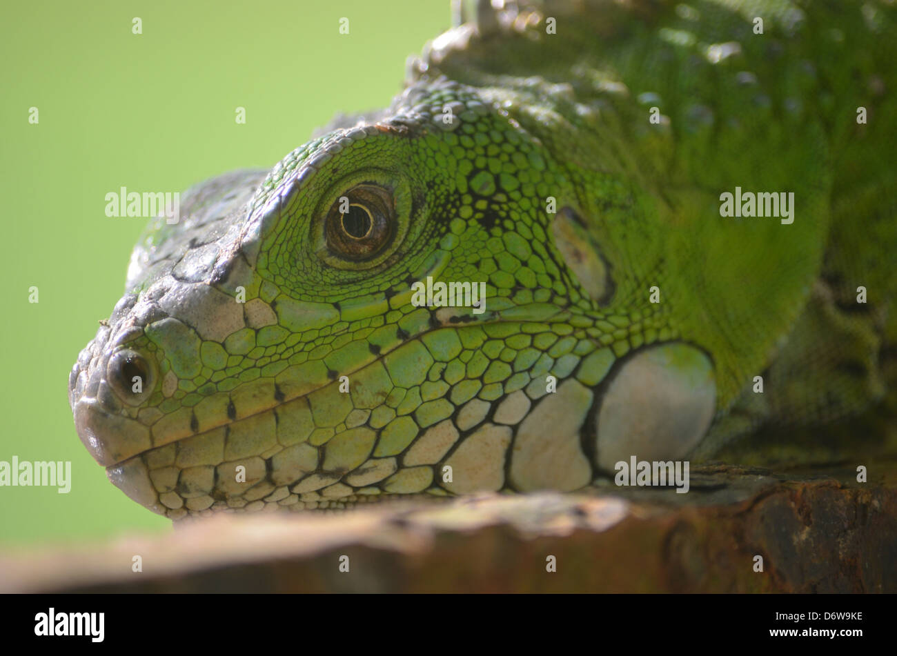 Un Iguana lounging in Amazzonia Foto Stock
