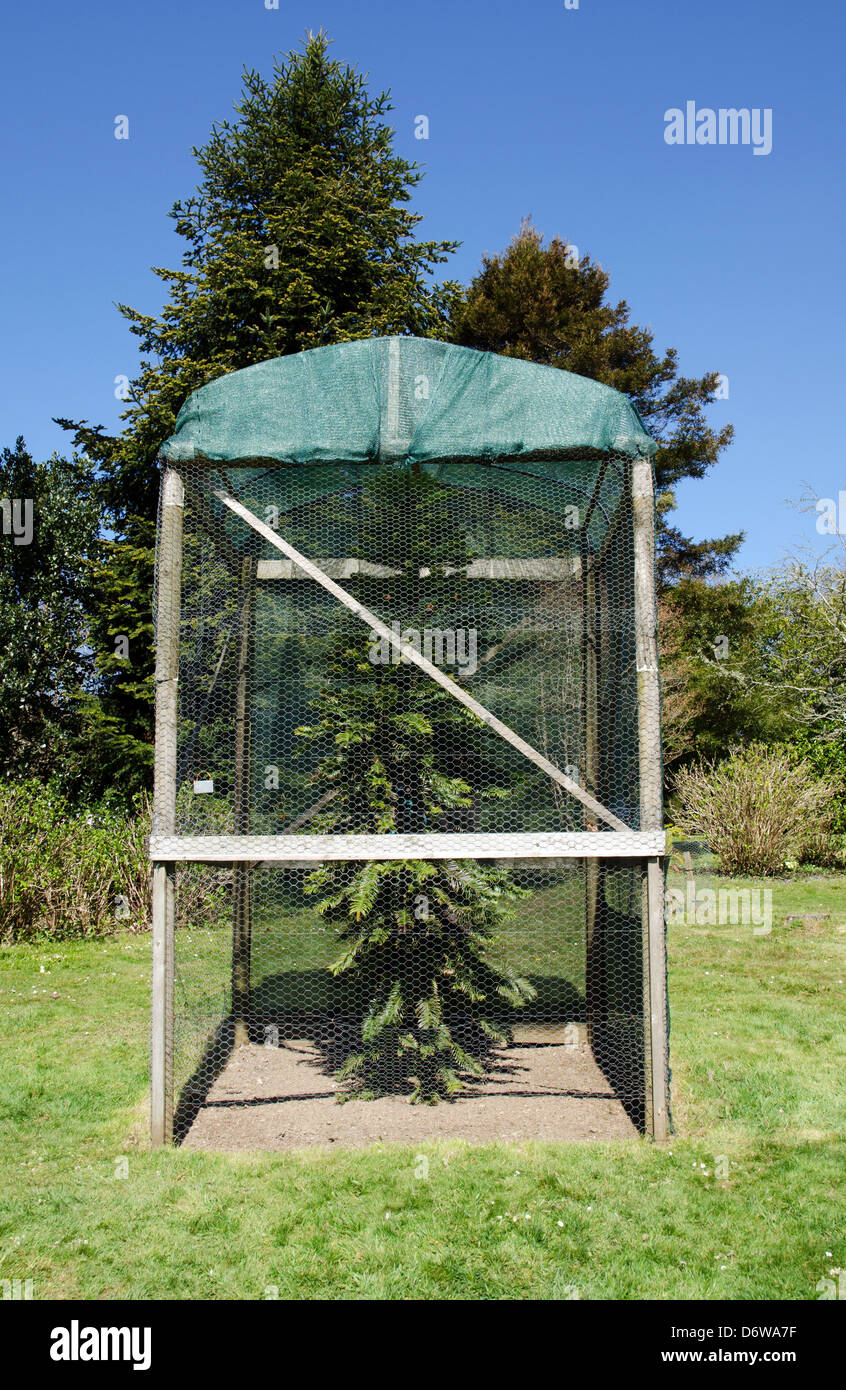 Un ' Wollemia nobilis ' albero di pino alberello in una gabbia di protezione a Tregothnan estate in Cornwall, Regno Unito Foto Stock