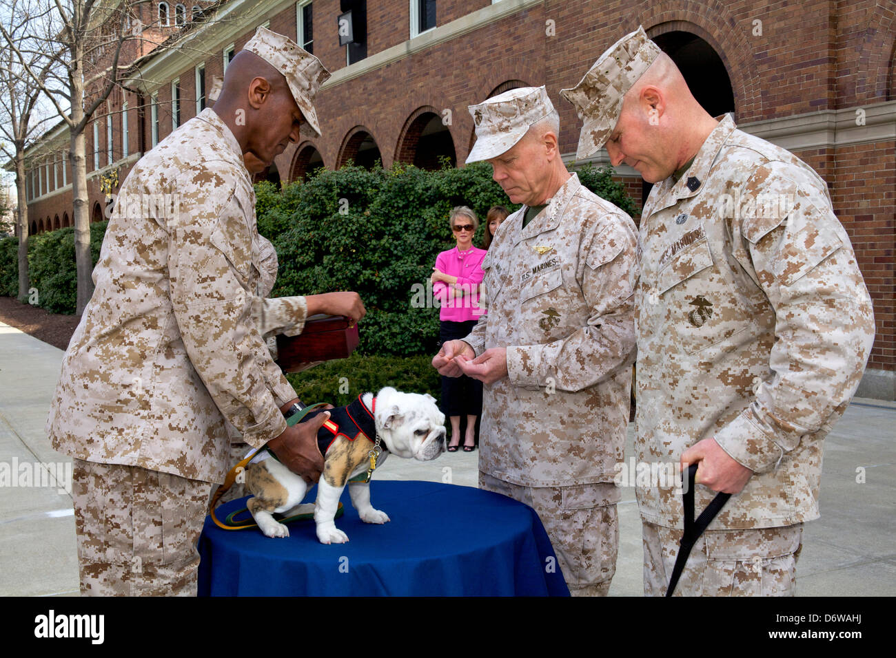 Il comandante del US Marine Corps gen. James F. Amos, centro perni l'Aquila Globe e ancoraggio sulla uniforme dell'entrata Marine Corps mascot privato di prima classe Chesty XIV come Sgt. Il Mag. del Marine Corps, Sgt. Il Mag. Micheal P. Barrett, destra e caserma marini Washington Sgt. Il Mag. Eric J. Stockton, a sinistra in stand by durante l'Aquila il globo e il pinning di ancoraggio cerimonia per Chesty XIV Aprile 8, 2013 a Washington, DC. Il Bulldog inglese è stata la scelta della razza per la mascotte di marine fin dagli anni cinquanta con ciascuno essendo denominato Chesty in onore del altamente decorato fine gen. Lewis Chesty estrattore. Foto Stock