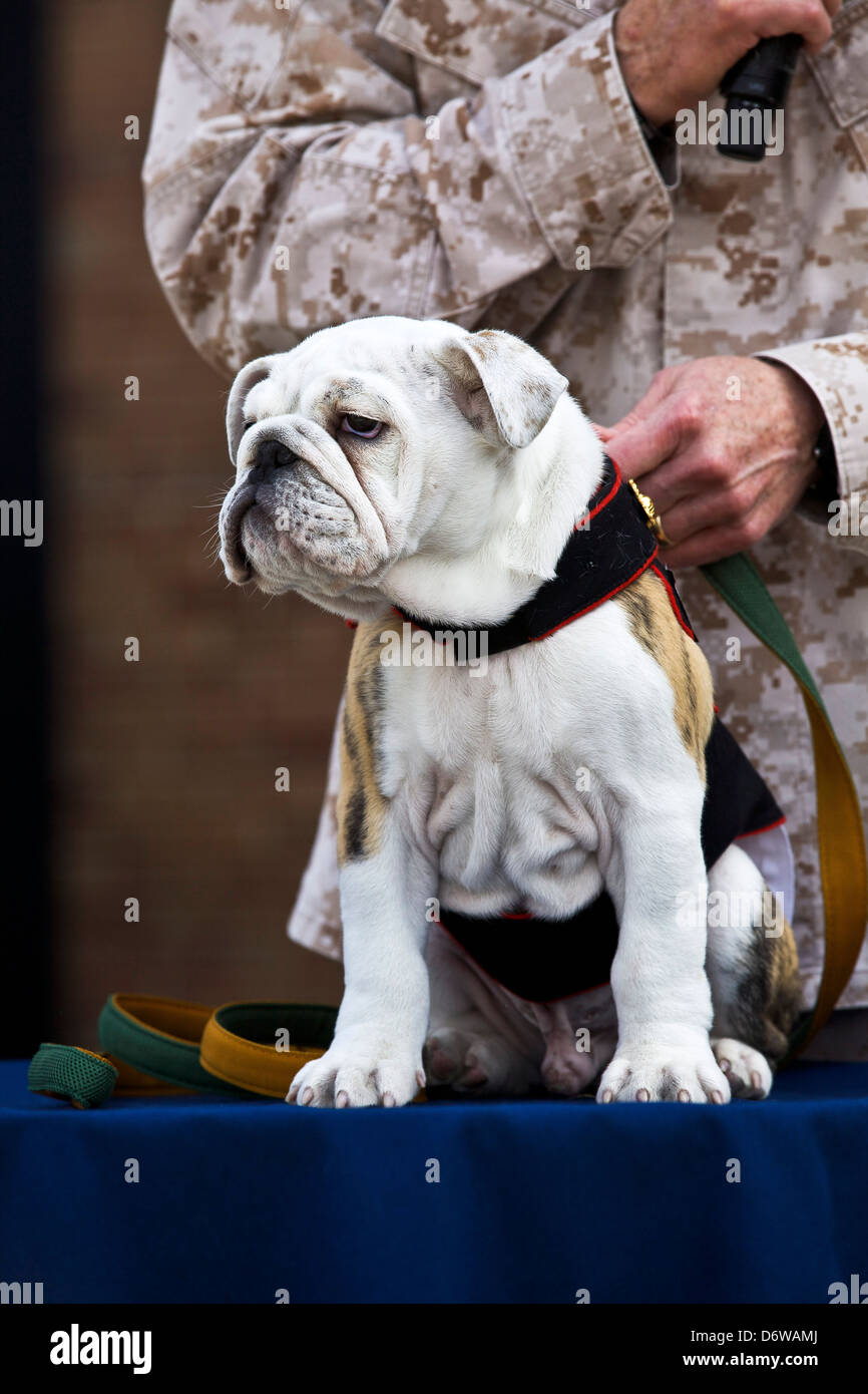 In arrivo il Marine Corps mascot privato di prima classe Chesty XIV si siede su una tabella durante l'Aquila il globo e cerimonia di ancoraggio in entrata per le Marine Corps mascot privato di prima classe Chesty XIV Aprile 8, 2013 a Washington, DC. Il Bulldog inglese è stata la scelta della razza per la mascotte di marine fin dagli anni cinquanta, con ciascuna essendo denominato Chesty in onore del altamente decorato fine gen. Lewis Chesty estrattore. Foto Stock