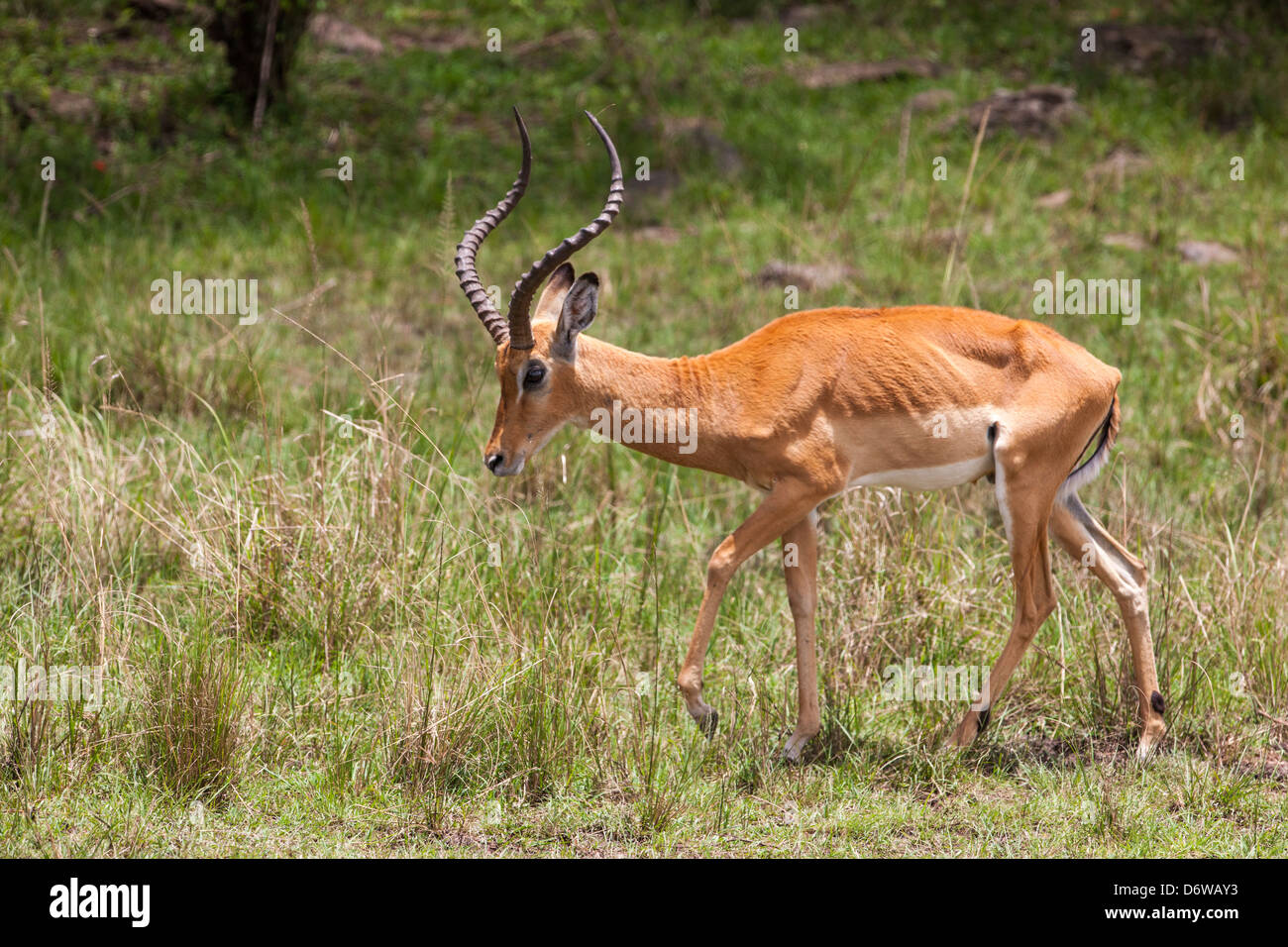 Impala maschio Foto Stock