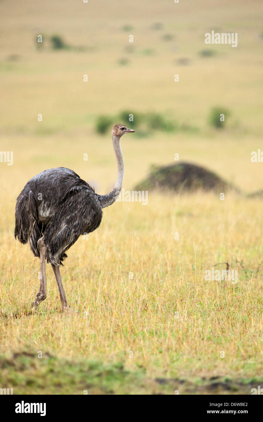 Ostrich camminando attraverso le pianure del Masai Mara Foto Stock