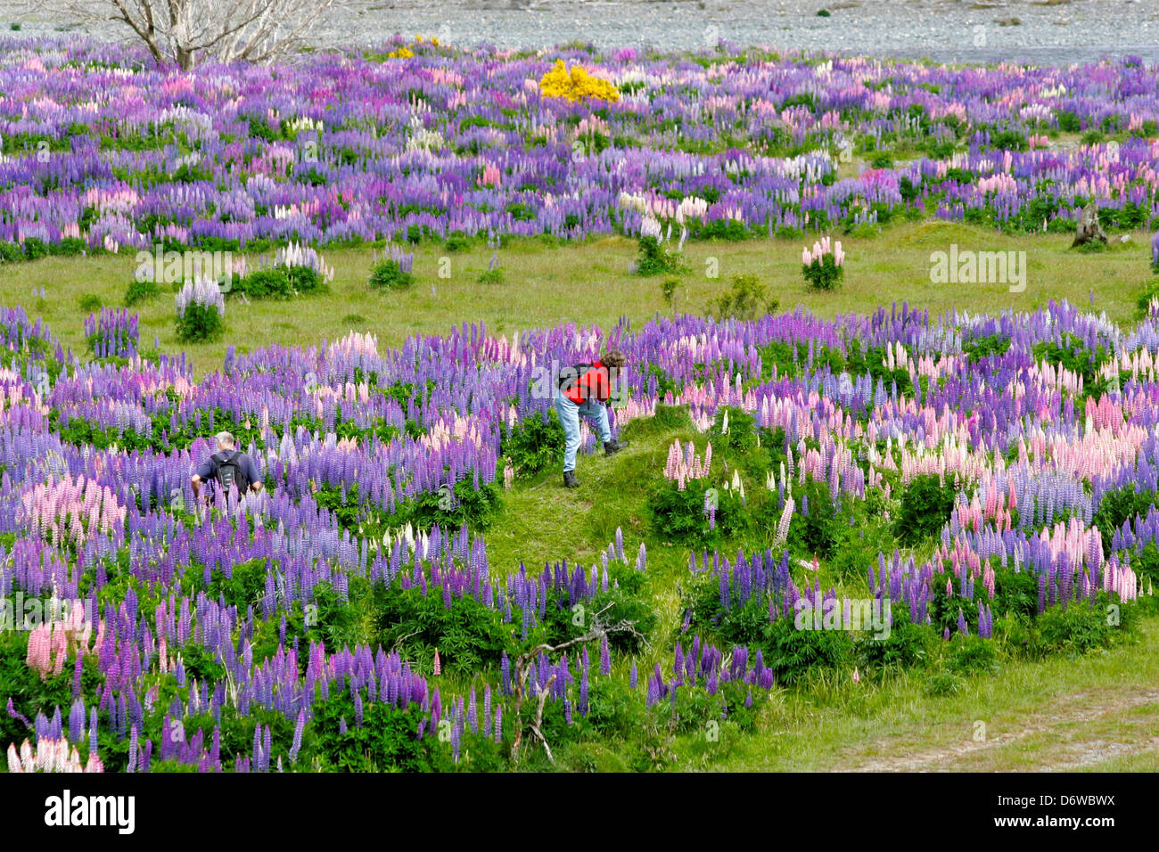 Nuova Zelanda, Milford Road, Eglinton River Valley Foto Stock