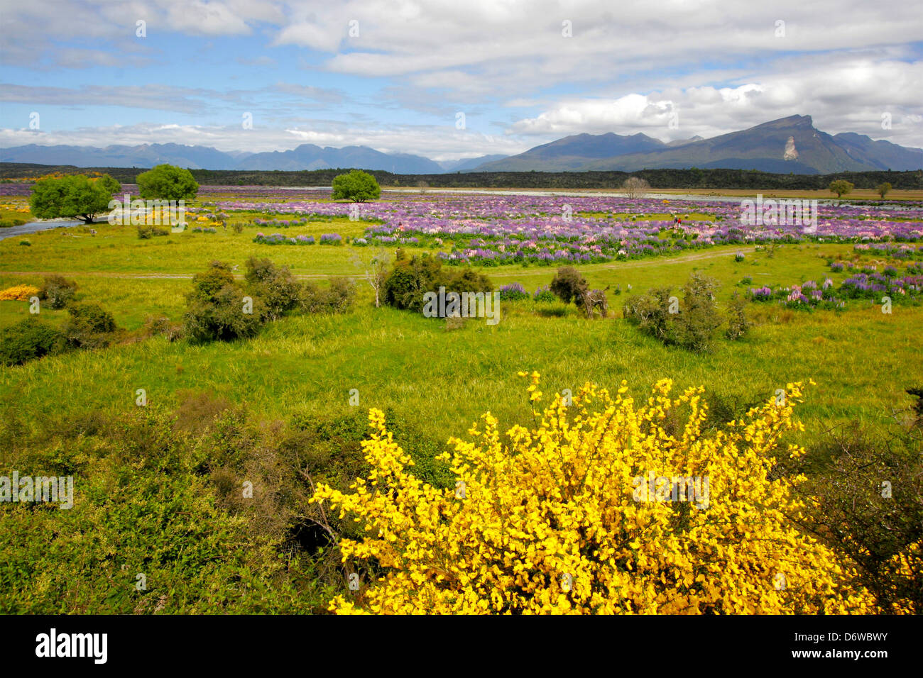 Nuova Zelanda, Milford Road, Eglinton River Valley Foto Stock