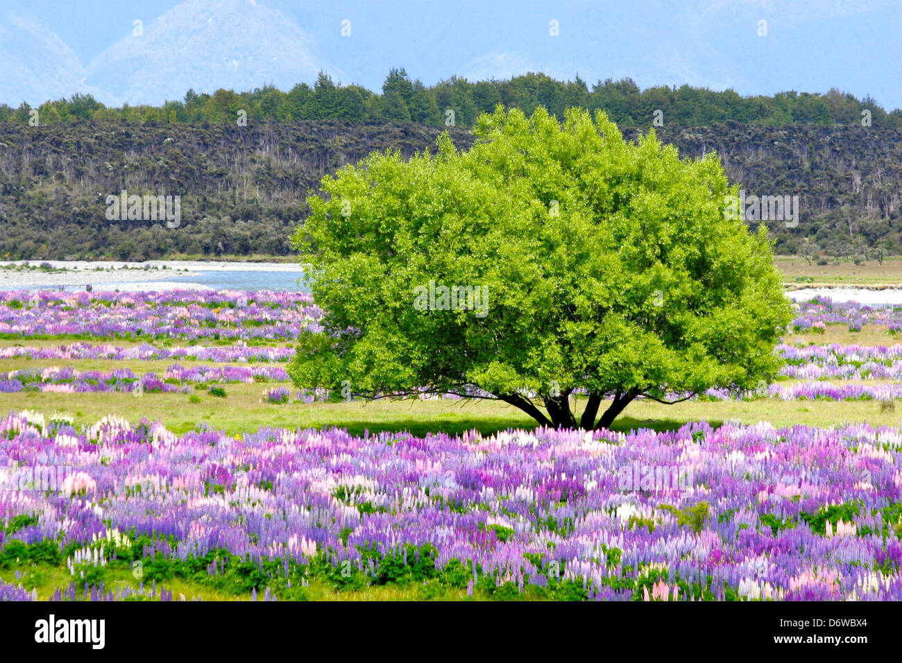 Nuova Zelanda, Milford Road, Eglinton River Valley Foto Stock