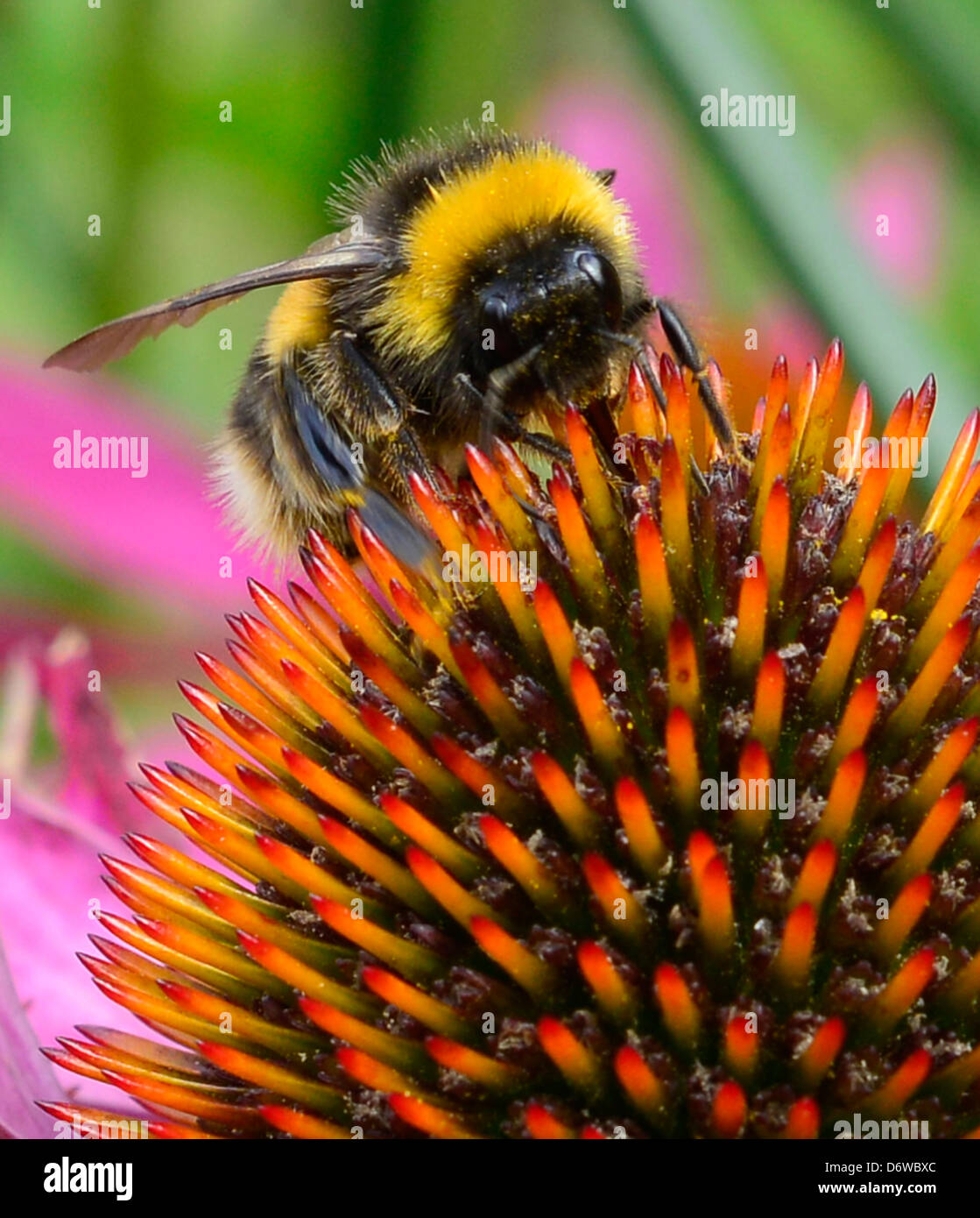 Bumblebee raccogliendo il nettare dai fiori di Echinacea.UK Foto Stock