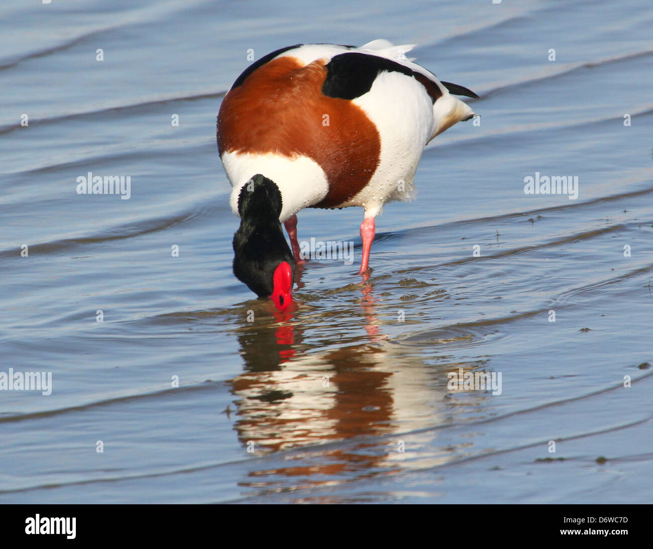 Dettagliate fino in prossimità di un maschio maturo Shelduck (Tadorna tadorna) rovistando in zone umide Foto Stock