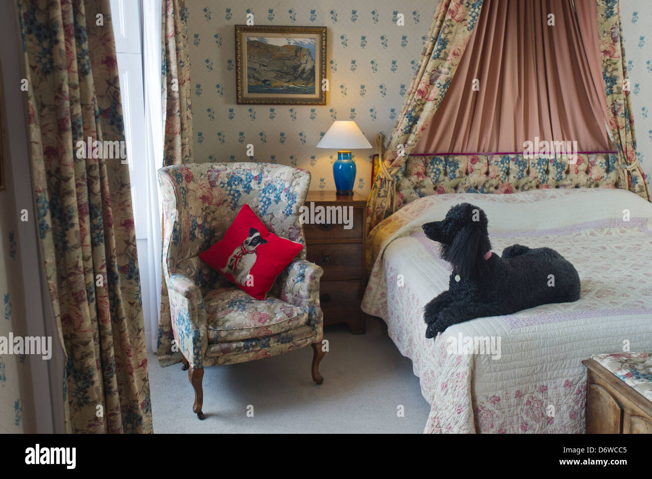 un cane nero di scarabocchio si sedette sul letto in una confortevole camera d'albergo Foto Stock