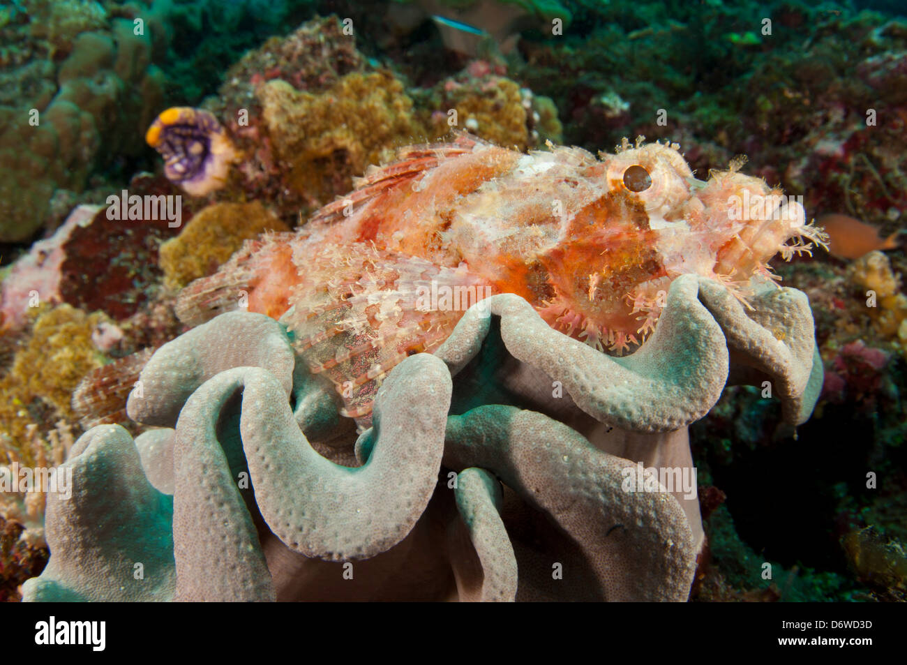 Un vivacemente colorati scorfani papua nasconde in corallo per attendere in preda a nuotare passato Foto Stock