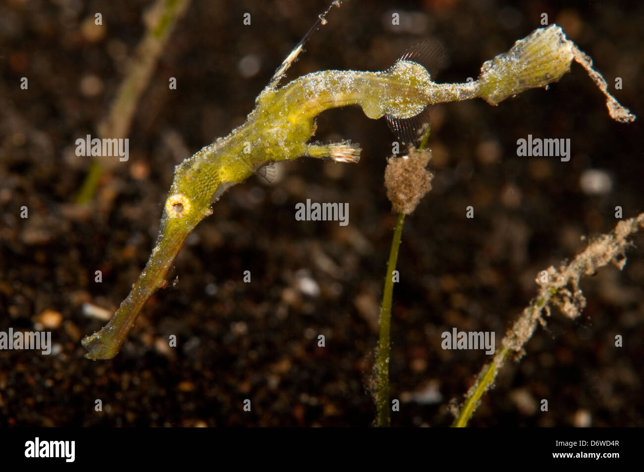 Un piccolo green robusto pipefish fantasma si aggira sul fondo di un nero sabbia corallina. Foto Stock