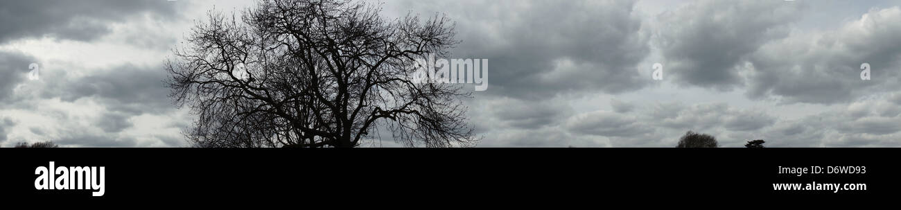 Alberi di quercia nuvole del cielo alba stormy willow London city park Foto Stock