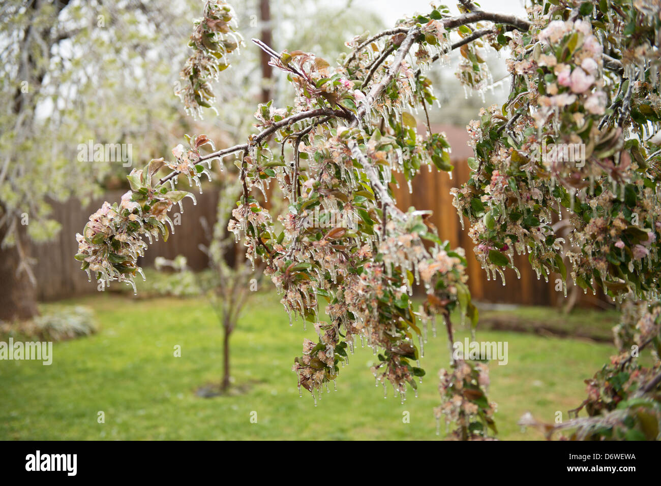 Un aprile tempesta di ghiaccio in Oklahoma riveste un crabapple albero in fiore. Oklahoma, Stati Uniti d'America. Foto Stock