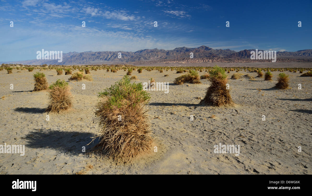 Erba alta in corrispondenza del diavolo Cornfield. Parco Nazionale della Valle della Morte, California, Stati Uniti d'America. Foto Stock