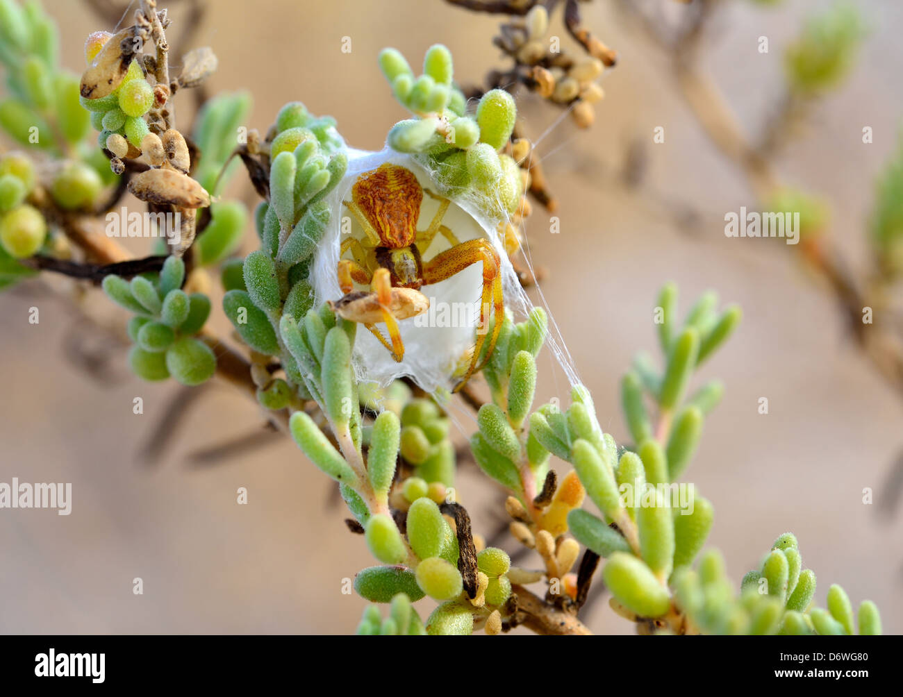 Un ragno costruito un nido nel deserto impianto. Parco Nazionale della Valle della Morte, California, Stati Uniti d'America. Foto Stock
