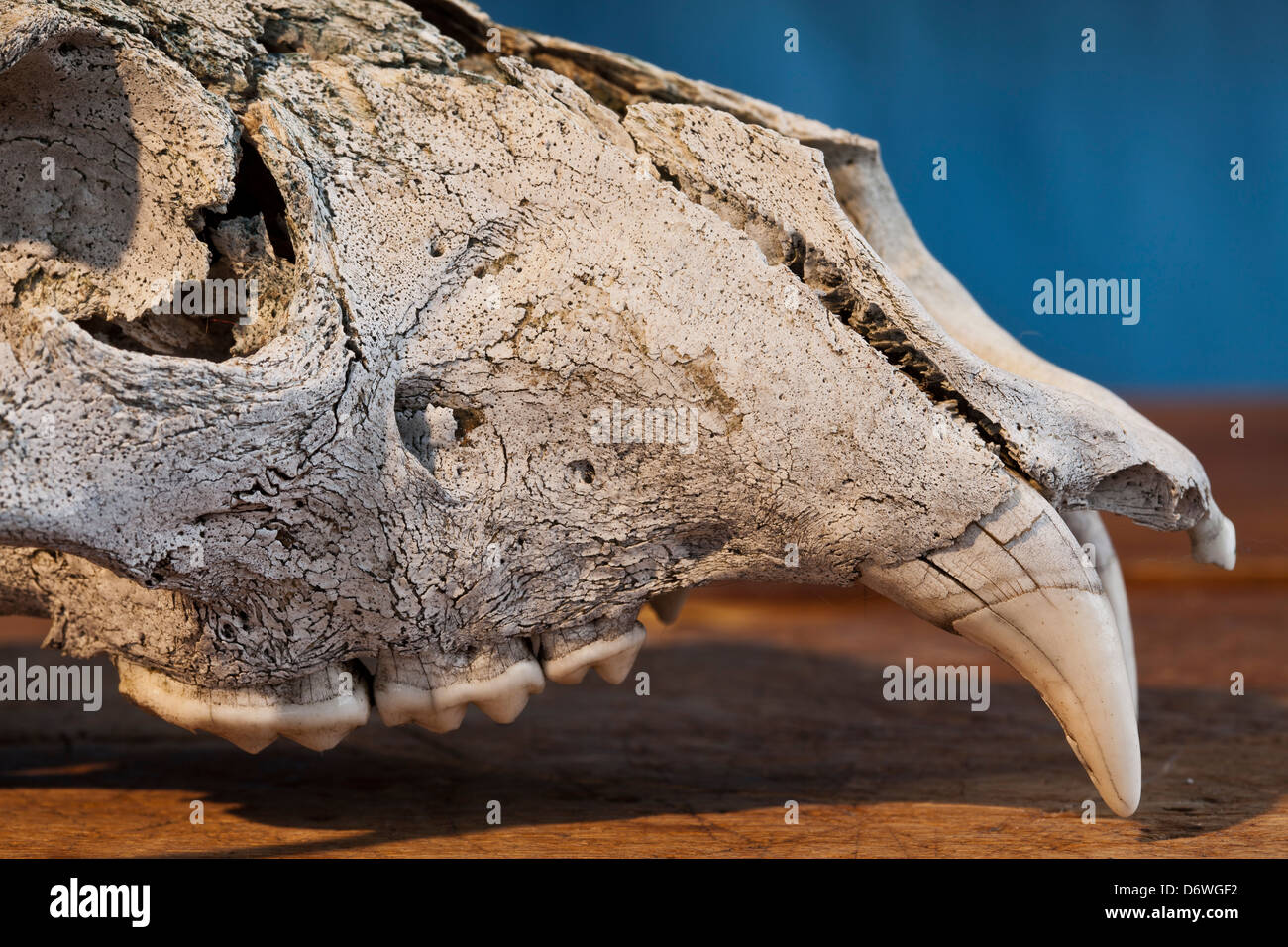Recare le ossa del cranio Foto Stock