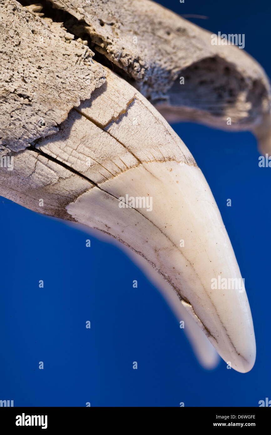 Recare le ossa del cranio Foto Stock