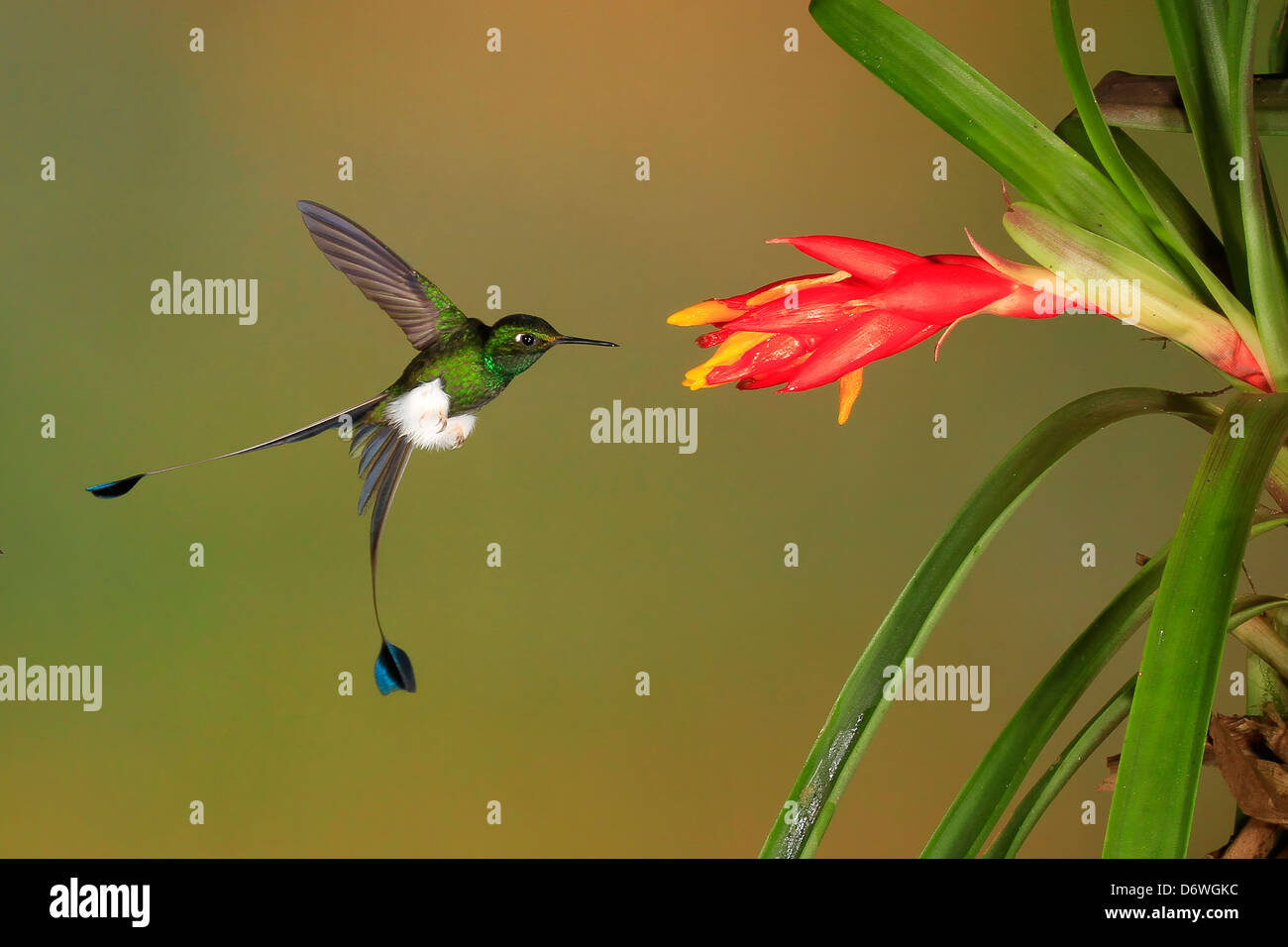 Avviato maschio Racket-tail Hummingbird ( Ocreatus underwoodii ) in volo a fiore da Mark J Thomas Foto Stock