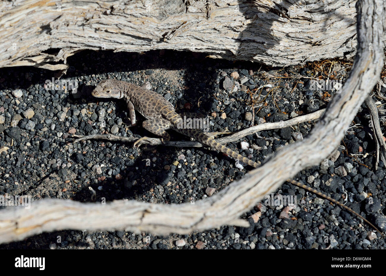 A BECCHI LUNGHI leopard lizard nel deserto. Parco Nazionale della Valle della Morte, California, Stati Uniti d'America. Foto Stock