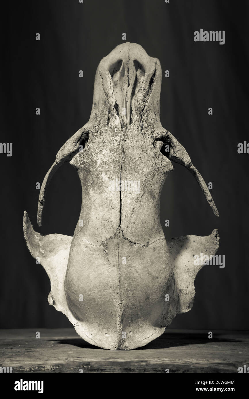 Recare le ossa del cranio Foto Stock