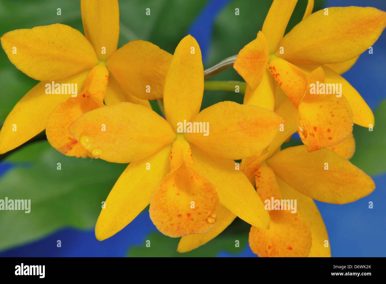 Otaara oro nascosto "Talismano Cove' Orchidea (Ctna.perché non x Bl.Richard Mueller) ha 2 1/2' fiori su compact 8-9' impianto alto Foto Stock