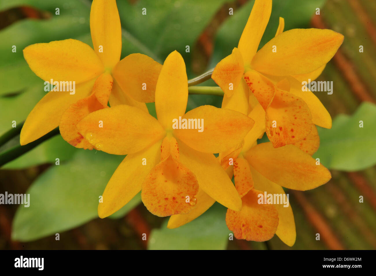 Otaara oro nascosto "Talismano Cove' Orchidea (Ctna.perché non x Bl.Richard Mueller) ha 2 1/2' fiori su compact 8-9' impianto alto Foto Stock