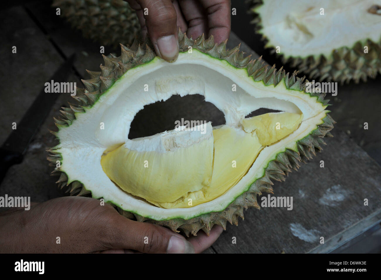 Thailandia, persona fa leva per aprire fresche e mature di frutta Durian Foto Stock
