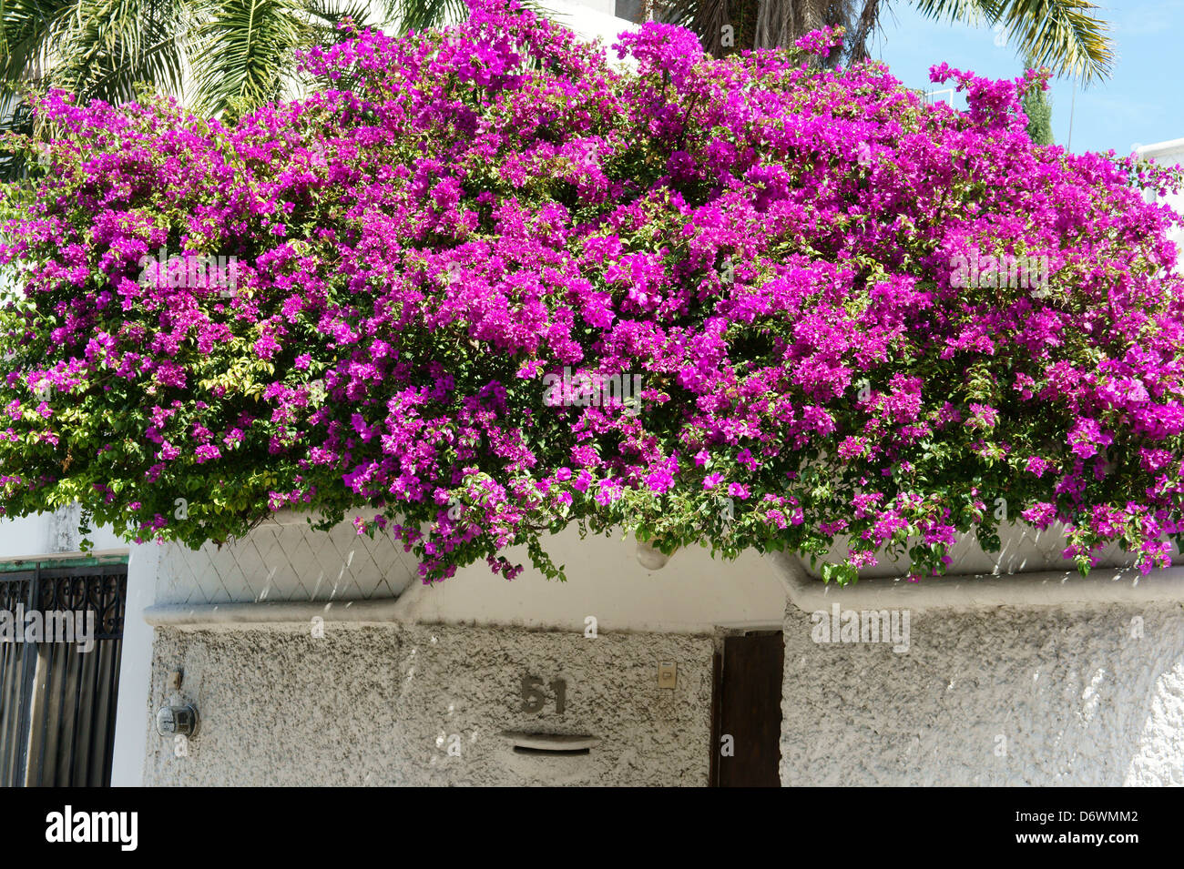 Purple bougainvillea crescente sul tetto di una casa nel centro cittadino, Cancun Quintana Roo, Messico Foto Stock
