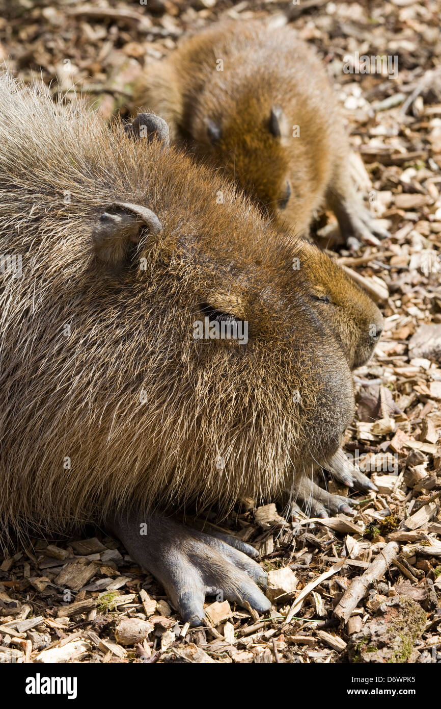 Capibara con i suoi giovani Hydrochoerus hydrochaeris in cattività Foto Stock