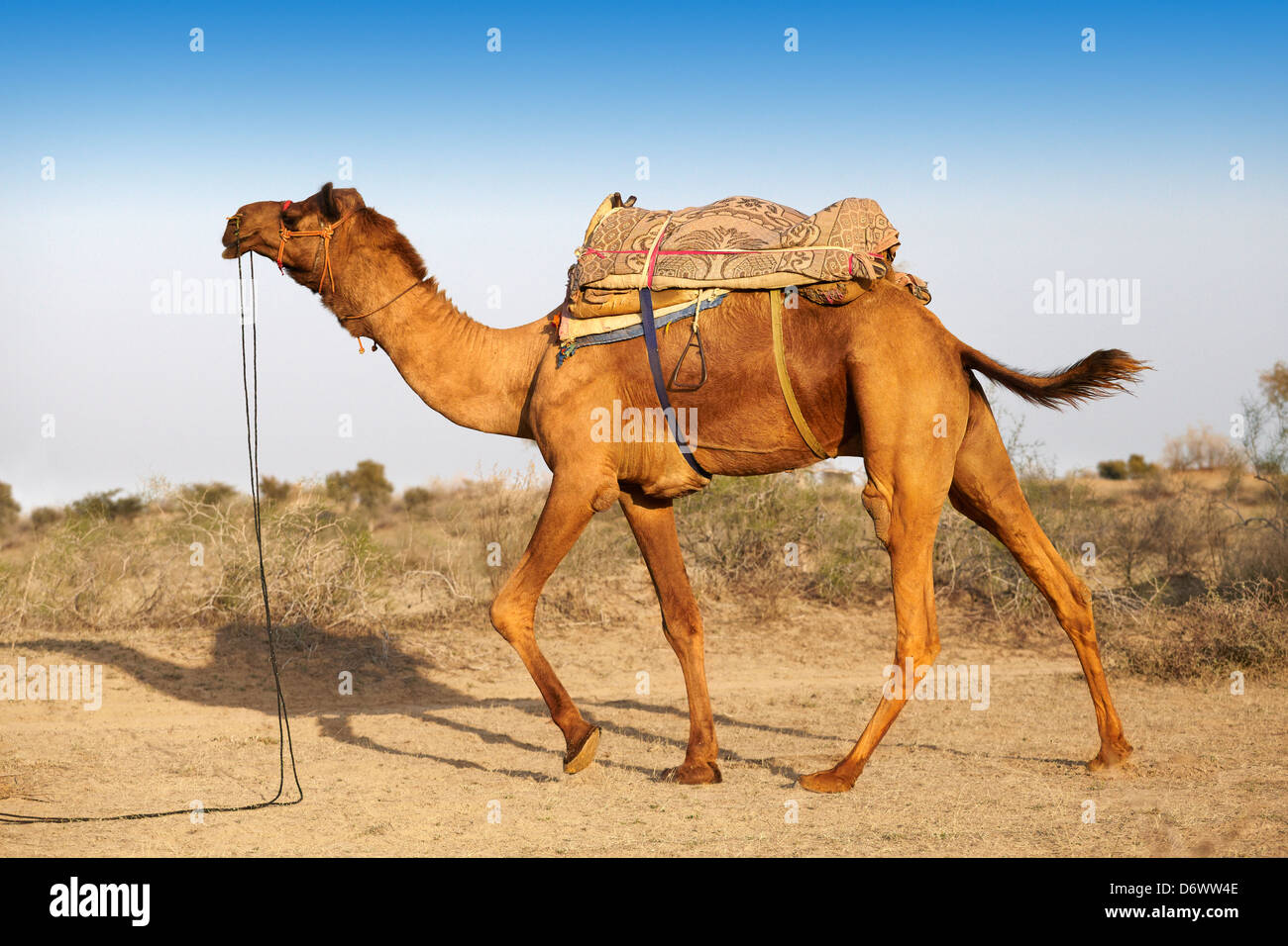 Cammello nel deserto di Thar, Rajasthan, India Foto Stock