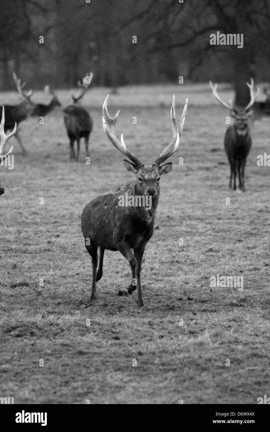 Cervi nel parco Foto Stock