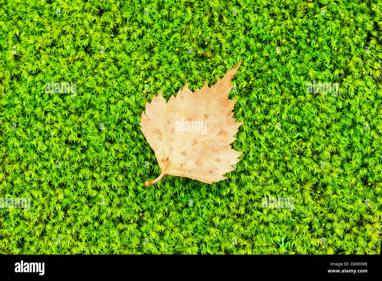 Verde muschio e una piccola foglia Foto Stock