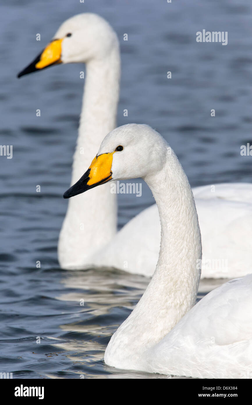 Una coppia di adulti Whooper cigni Foto Stock