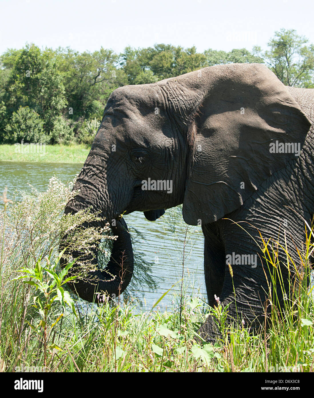 Elephant godendo di habitat vicino al lago. Antelope Park, Zimbabwe. Foto Stock