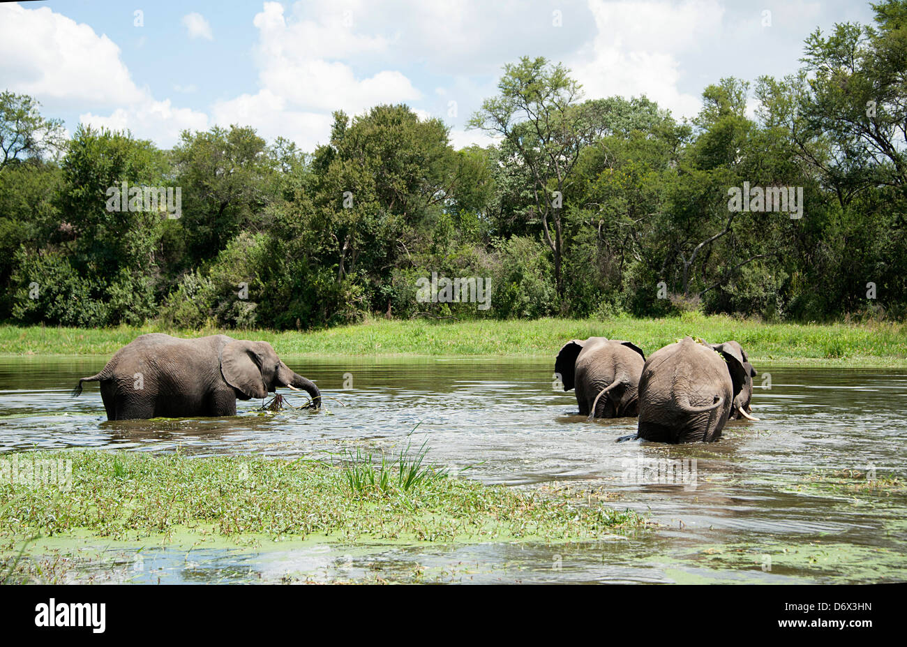 Tre elefanti nel lago a Antelope Park, Zimbabwe Foto Stock