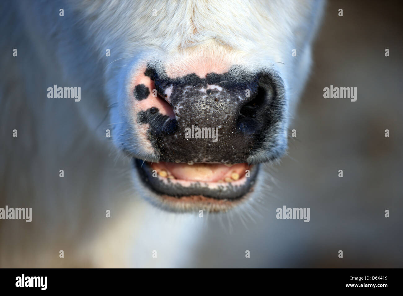Wet il naso e la bocca di un vitello Foto Stock