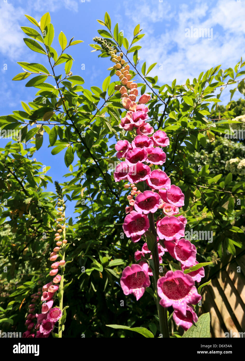 8550. Foxglove, Kent, Regno Unito Foto Stock