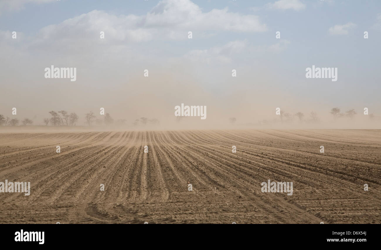 Vento che causa erosione di suolo in campi, Suffolk Sandlings, Anglia orientale, Inghilterra, Regno Unito Foto Stock