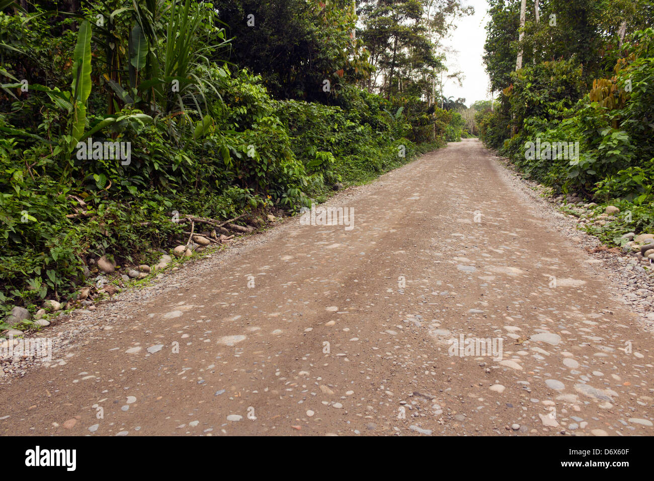 Strada sterrata in esecuzione attraverso la foresta pluviale primaria in Ecuador Foto Stock