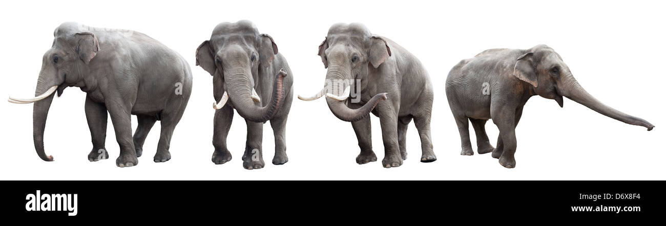 Gli elefanti collezione isolato su bianco Foto Stock