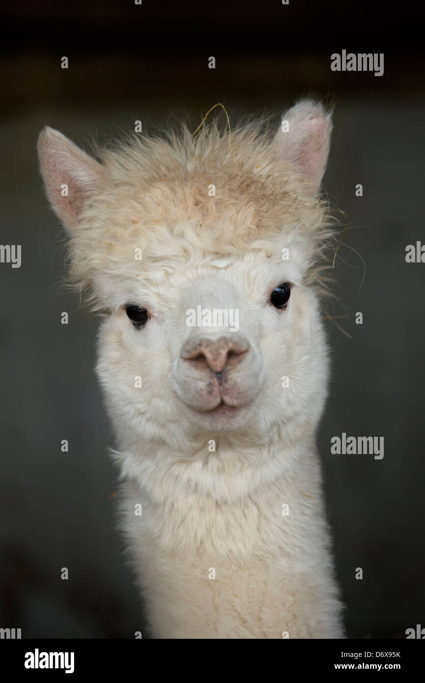 Ritratto di un alpaca Foto Stock