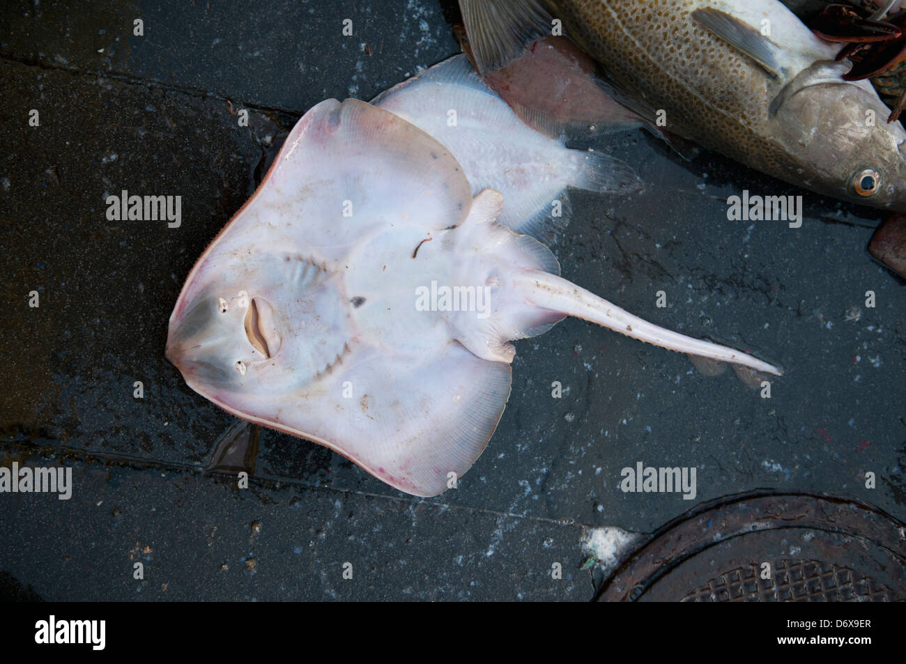 Le catture accessorie di piccoli Skate (Leucoraja erinacea) e Atlantico pesce Merluzzo bianco (Gadus morhua) sul ponte della pesca dragger. Banche Stellwagen Foto Stock