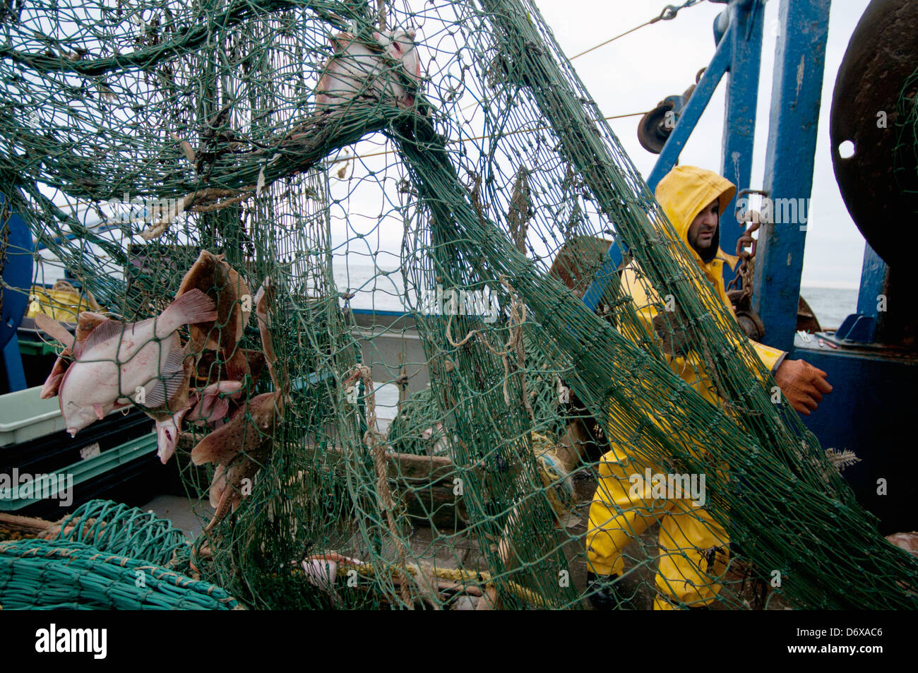 Fisherman untangles dragger net sulla pesca dragger. Stellwagen banche, New England, Stati Uniti, Oceano Atlantico settentrionale Foto Stock