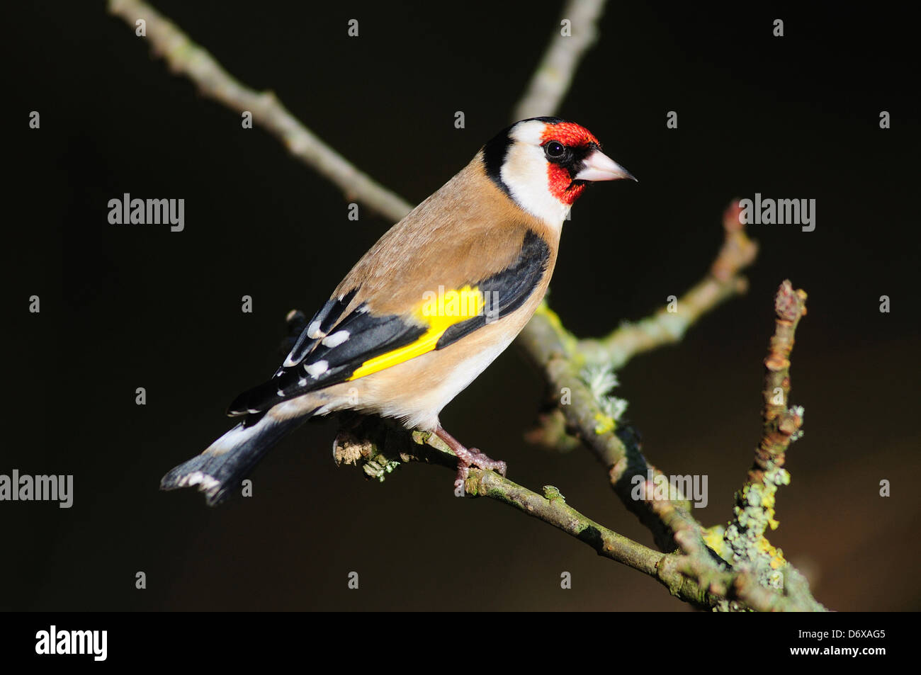 Un cardellino Foto Stock