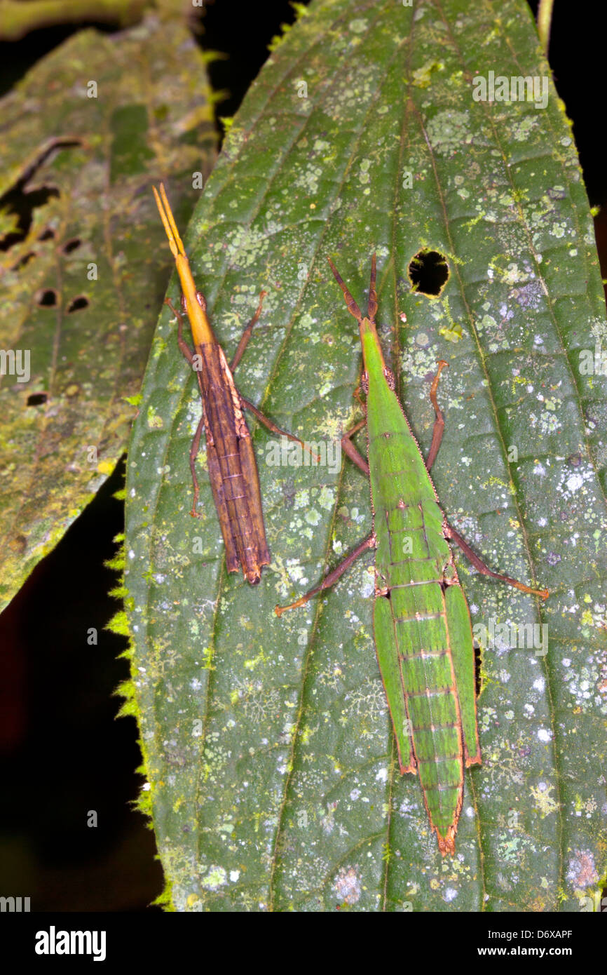 Una coppia di verde criptico di grasshopper su una foglia nella foresta pluviale, Ecuador Foto Stock