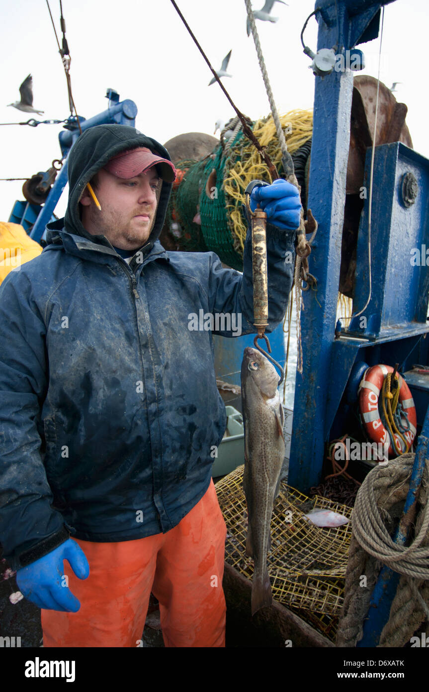 Ispettore della pesca pesa sottodimensionata atlantico Pesce Merluzzo bianco (Gadus morhua sul ponte della pesca dragger. Stellwagen banche, New England Foto Stock