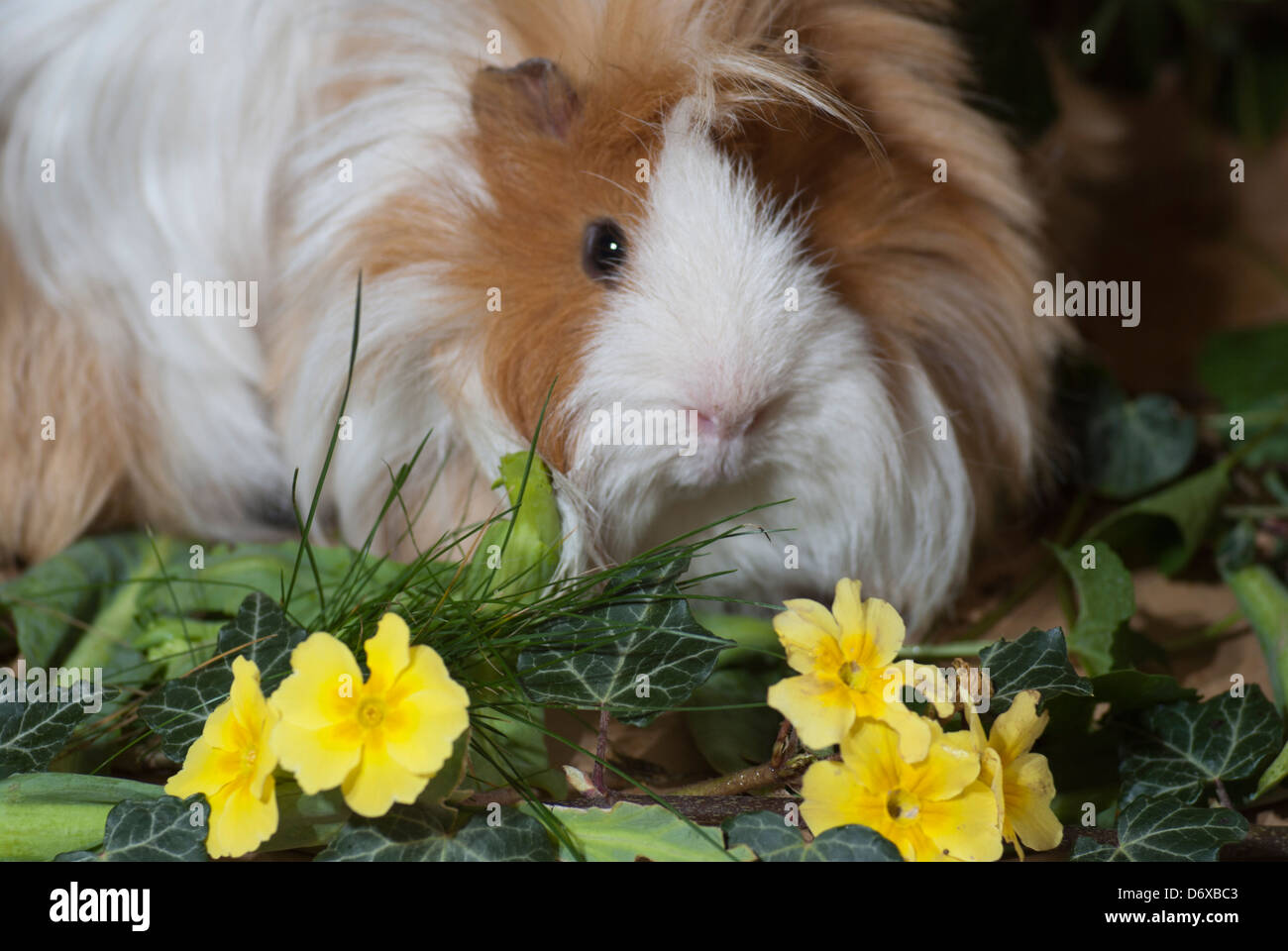 Capelli lunghi cavia (cavia porcellus) tra i fiori Foto Stock